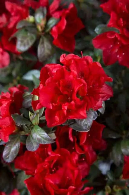 Azalea, Evergreen Hybrid 'Encore Autumn Fire' (Rhododendron)
