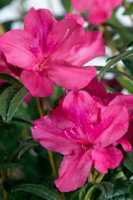Azalea, Evergreen Hybrid 'Encore Autumn Jewel' (Rhododendron)