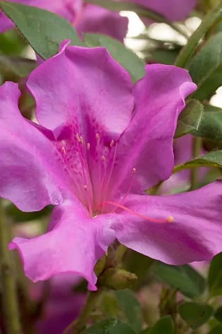 Azalea, Evergreen Hybrid 'Encore Autumn Royalty' (Rhododendron)