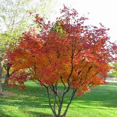 Serviceberry, Apple 'Autumn Brilliance' (Amelanchier) Multi-Trunk