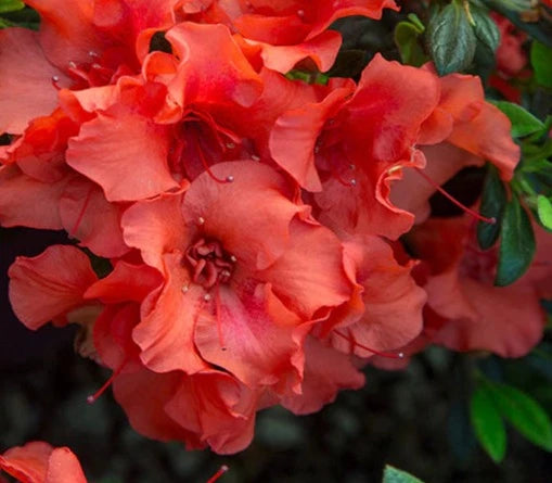 Azalea, Evergreen Hybrid 'Encore Autumn Embers' (Rhododendron)