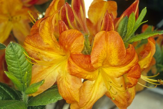Azalea, Deciduous Exbury 'Arneson Gem' (Rhododendron)