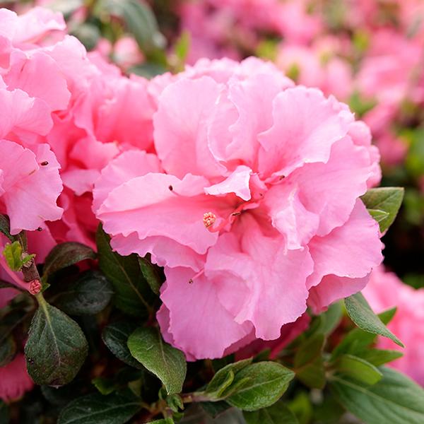 Azalea, Evergreen 'Bloom-a-Thon Double Pink' (Rhododendron)