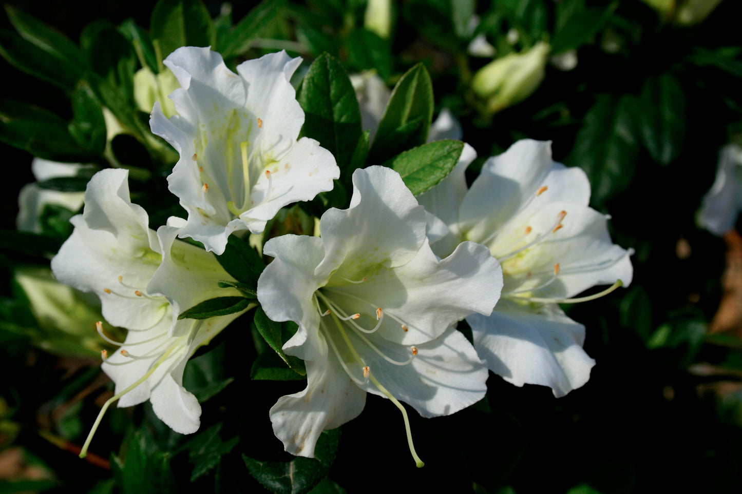 Azalea, Evergreen 'Bloom-a-Thon White' (Rhododendron)