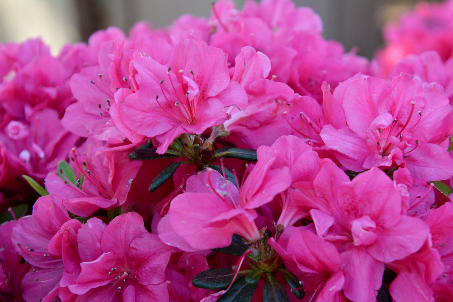 Azalea, Evergreen Kimono 'Canzonetta' (Rhododendron)