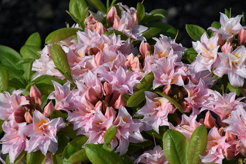 Azalea, Deciduous Exbury 'Electric Lights Pink' (Rhododendron)