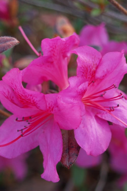 Azalea, Evergreen Hybrid 'Encore Autumn Amethyst' (Rhododendron)