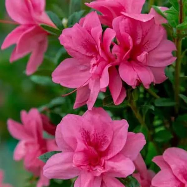 Azalea, Evergreen Hybrid 'Encore Autumn Empress' (Rhododendron)