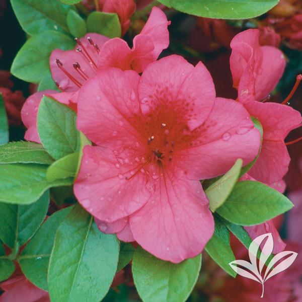 Azalea, Evergreen Girard Hybrid 'Girard's Crimson' (Rhododendron)
