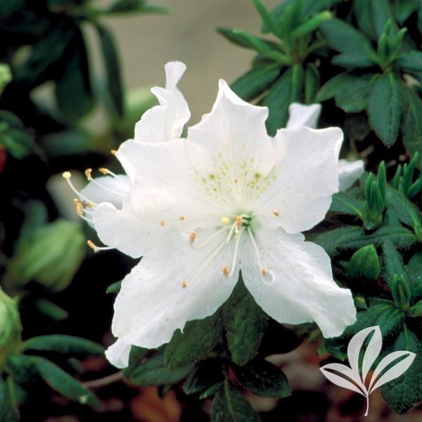 Azalea, Evergreen Girard Hybrid 'Pleasant White' (Rhododendron)