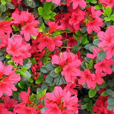 Azalea, Evergreen Kurume 'Hino Crimson' (Rhododendron)