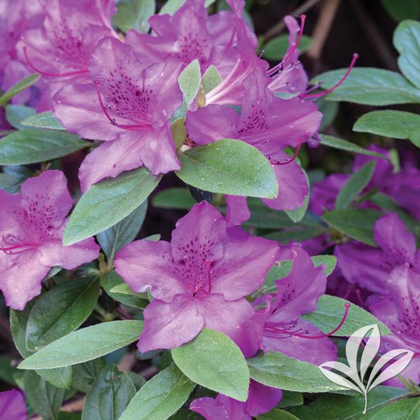 Azalea, Evergreen Gable Hybrid 'Karen' (Rhododendron)
