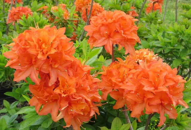 Azalea, Deciduous Exbury 'Mandarin Lights' (Rhododendron)