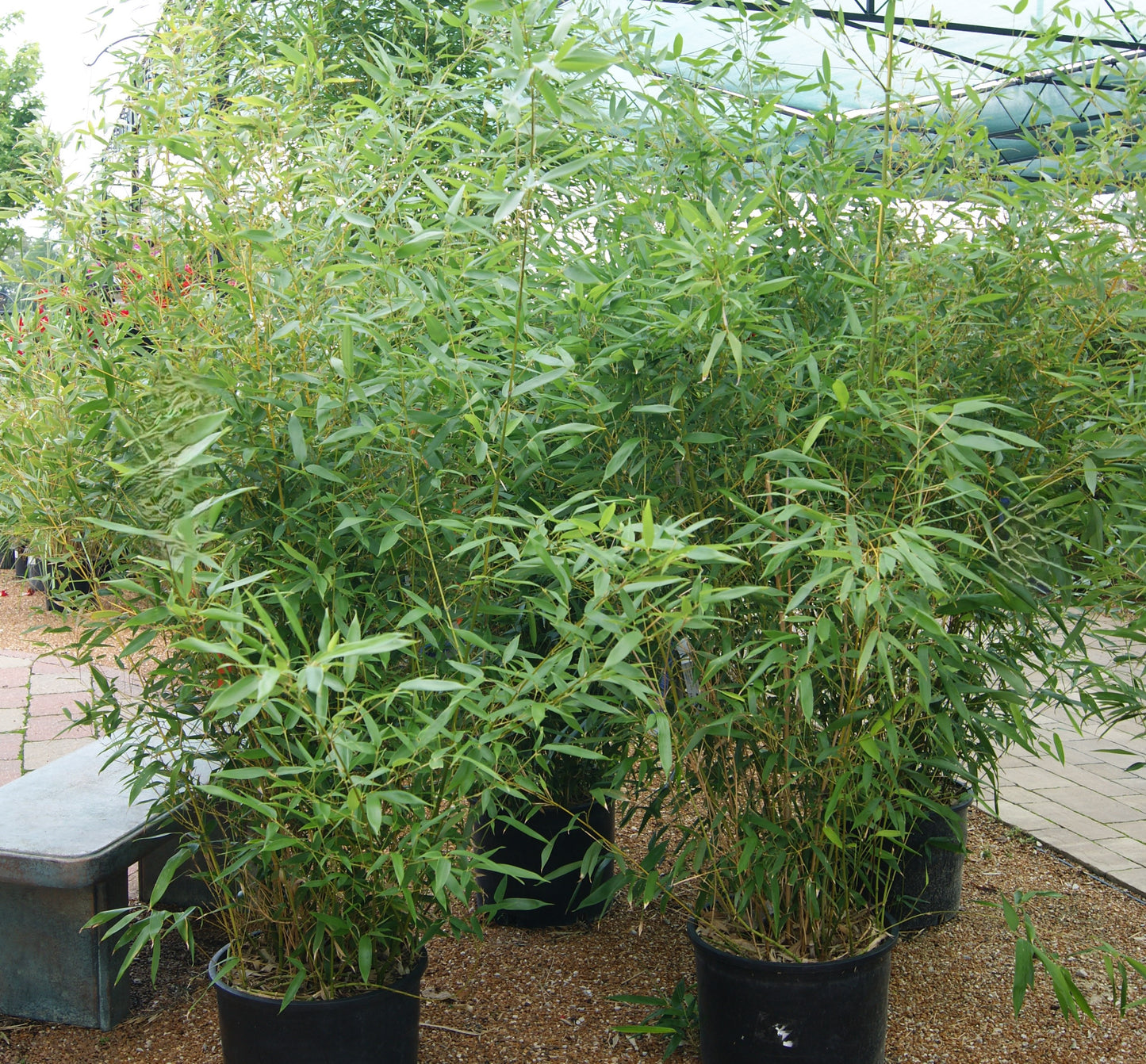 Bamboo, Yellow Groove (Phyllostachys)