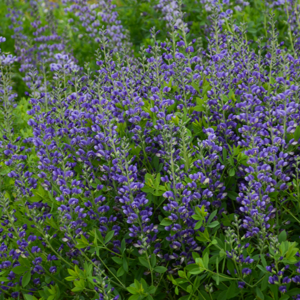 False/ Wild Indigo 'Blueberry Sundae' (Baptisia)
