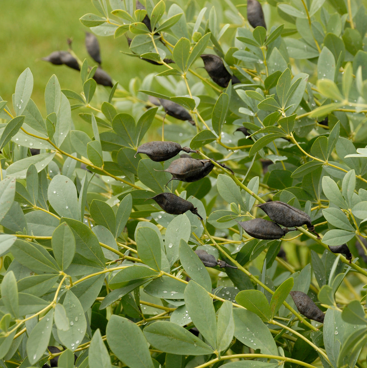 False/ Wild Indigo (Baptisia)