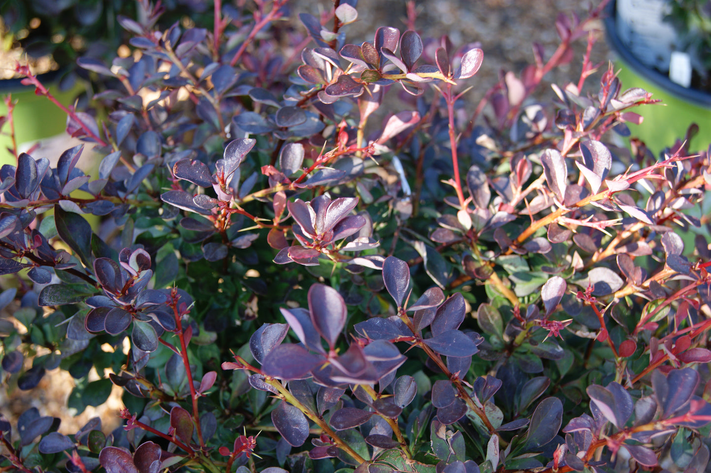 Barberry, Japanese Dwarf 'Crimson Cutie' (Berberis)