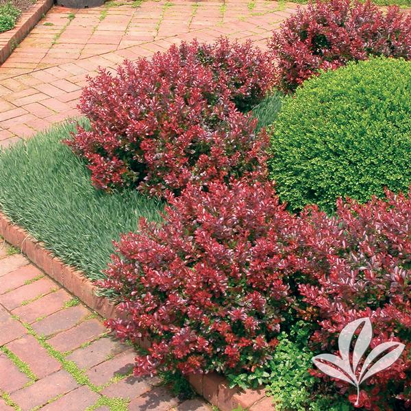 Barberry, Japanese Dwarf 'Crimson Ruby' (Berberis)