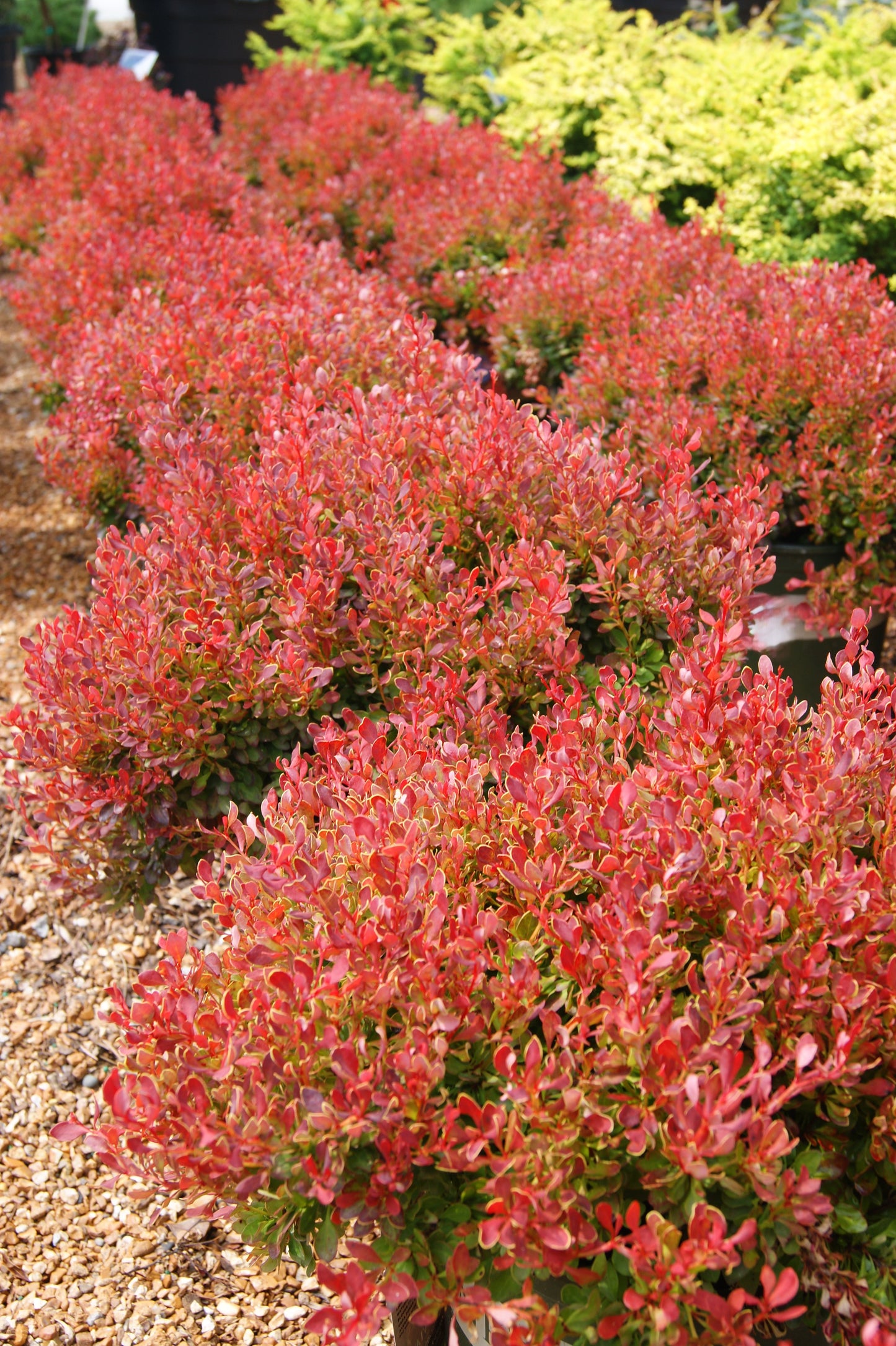 Barberry, Japanese Dwarf 'Golden Ruby' (Berberis)