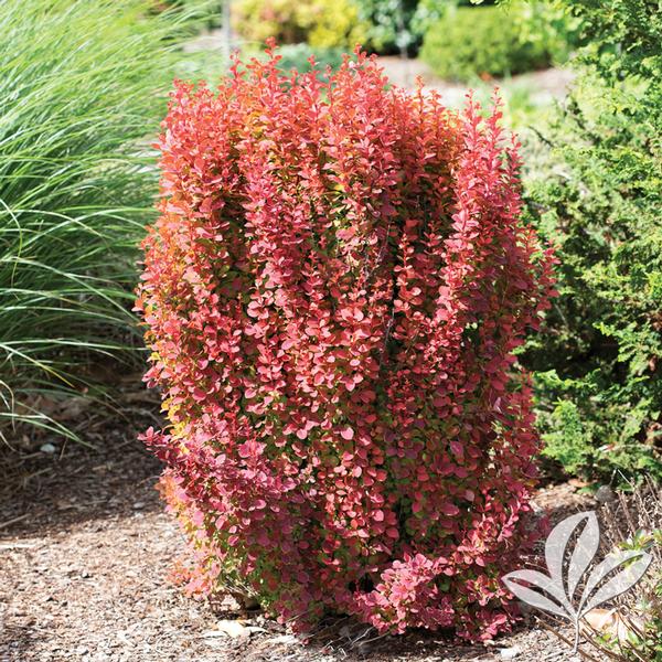 Barberry, Japanese 'Orange Rocket' (Berberis)