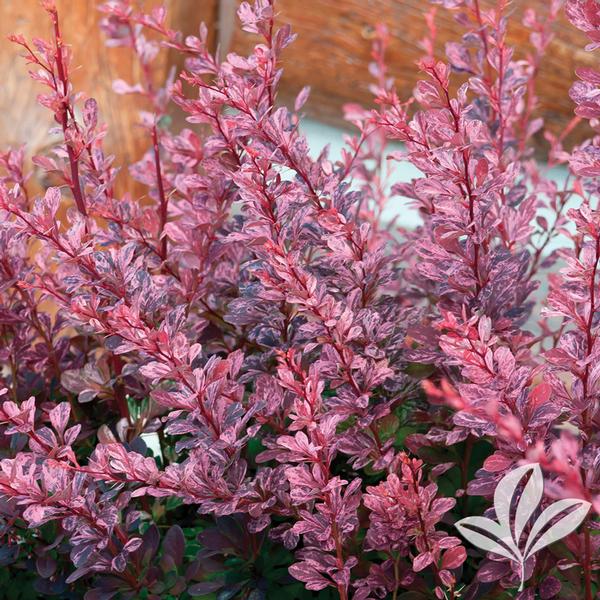 Barberry, Japanese 'Rose Glow' (Berberis)