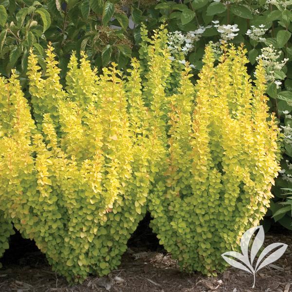 Barberry, Japanese 'Sunjoy Gold Pillar (Berberis)