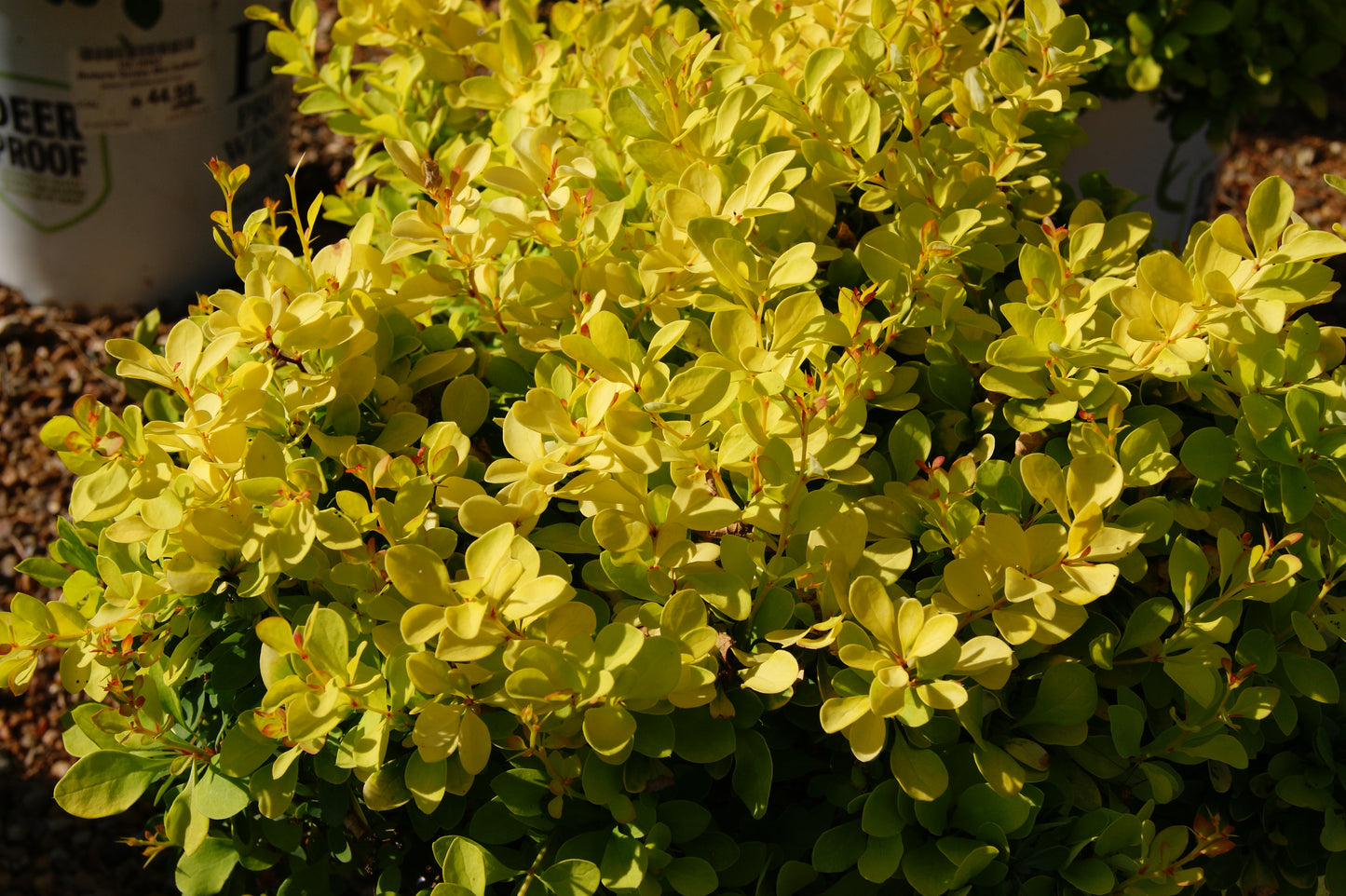Barberry, Japanese Dwarf 'Sunjoy Mini Saffron' (Berberis)