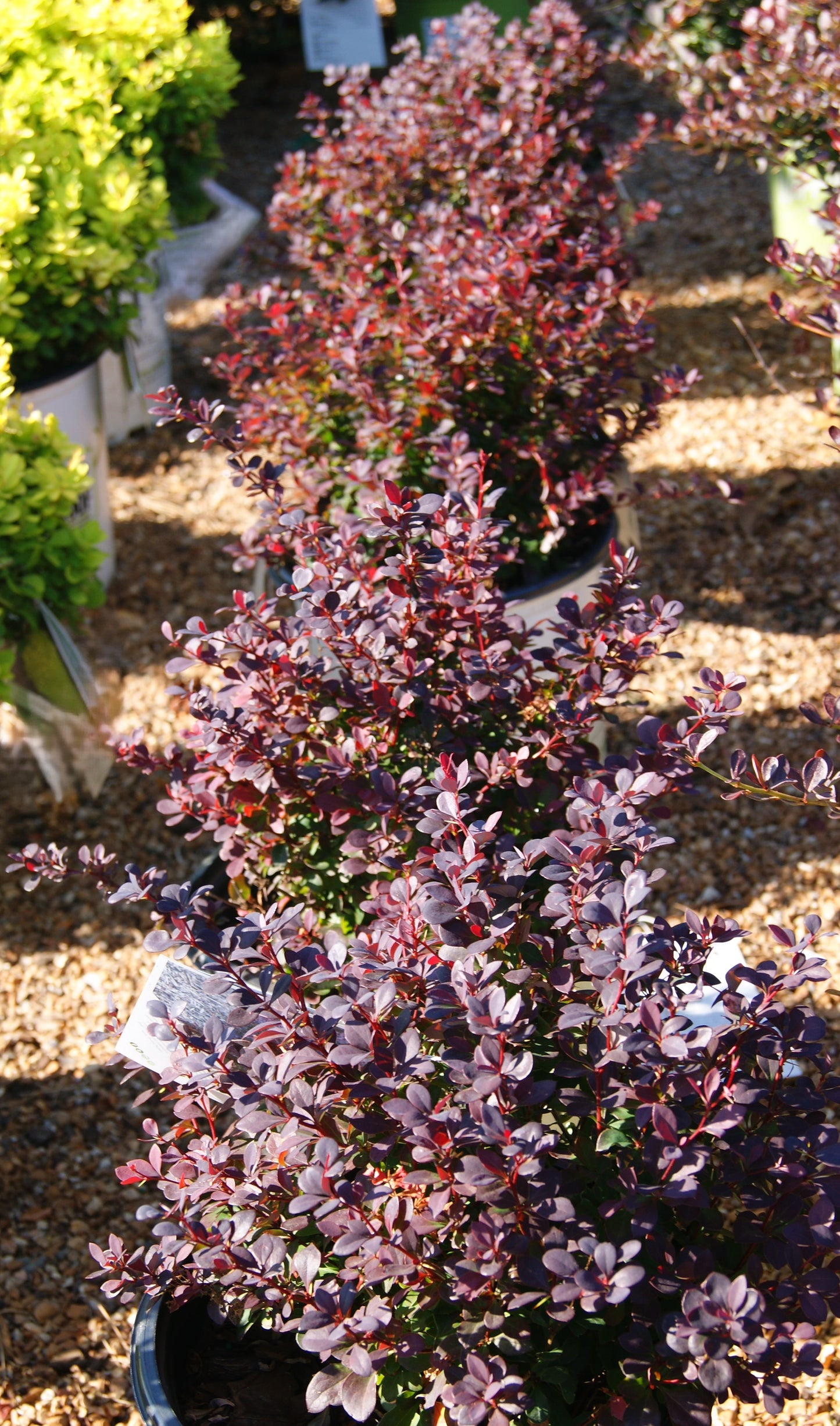 Barberry, Japanese Dwarf 'Sunjoy Todo' (Berberis)
