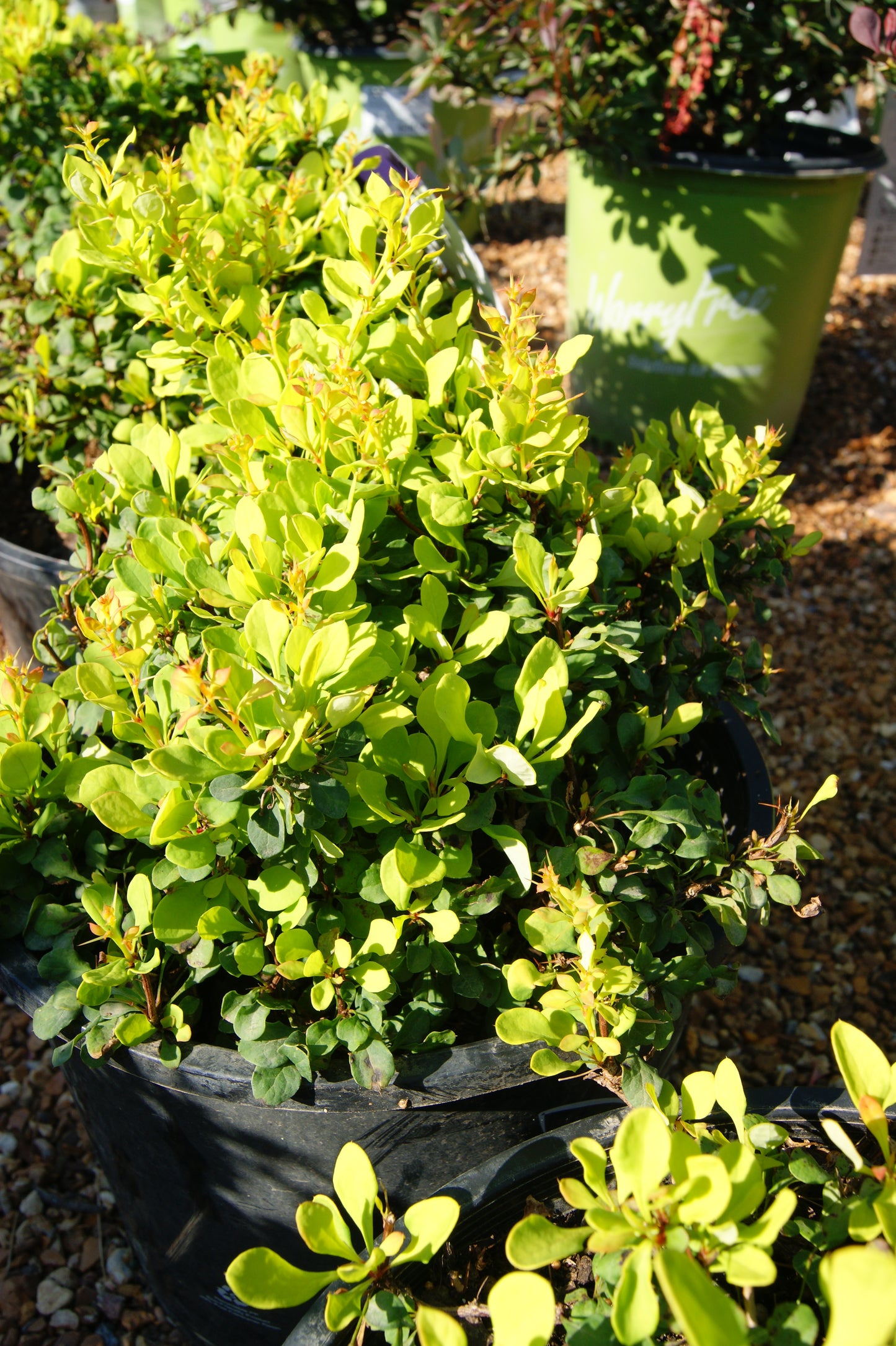 Barberry, Japanese Dwarf 'Tiny Gold' (Berberis)