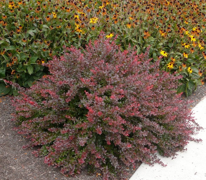 Barberry, Japanese Dwarf 'Cherry Bomb' (Berberis)