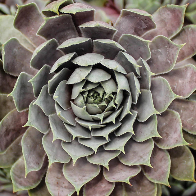 Hens & Chicks, Hardy 'Berry Blues' (Sempervivum)