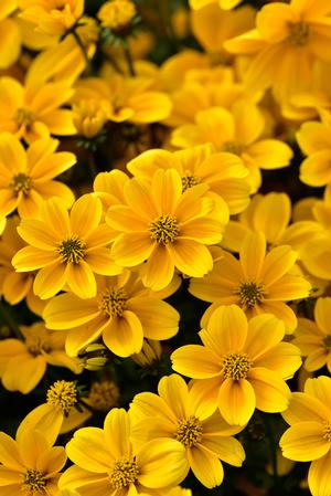 Beggarticks, Fern-leaved 'Timeless Golden Empire' (Bidens)