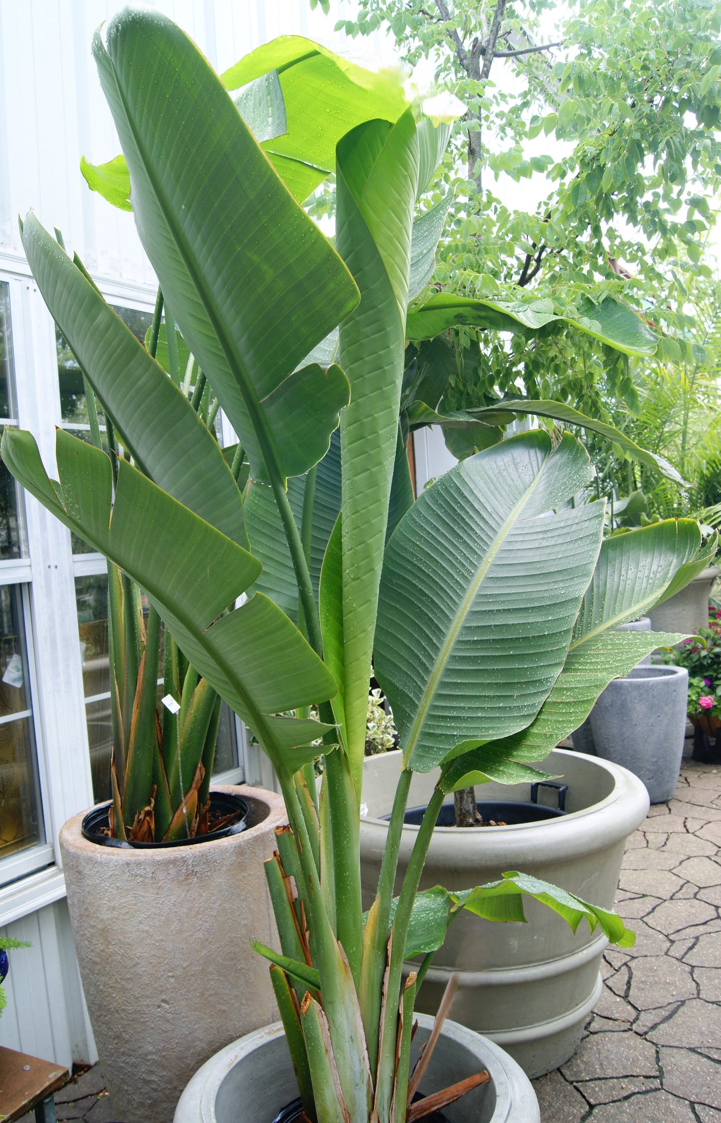 Bird of Paradise, White (Strelitzia)