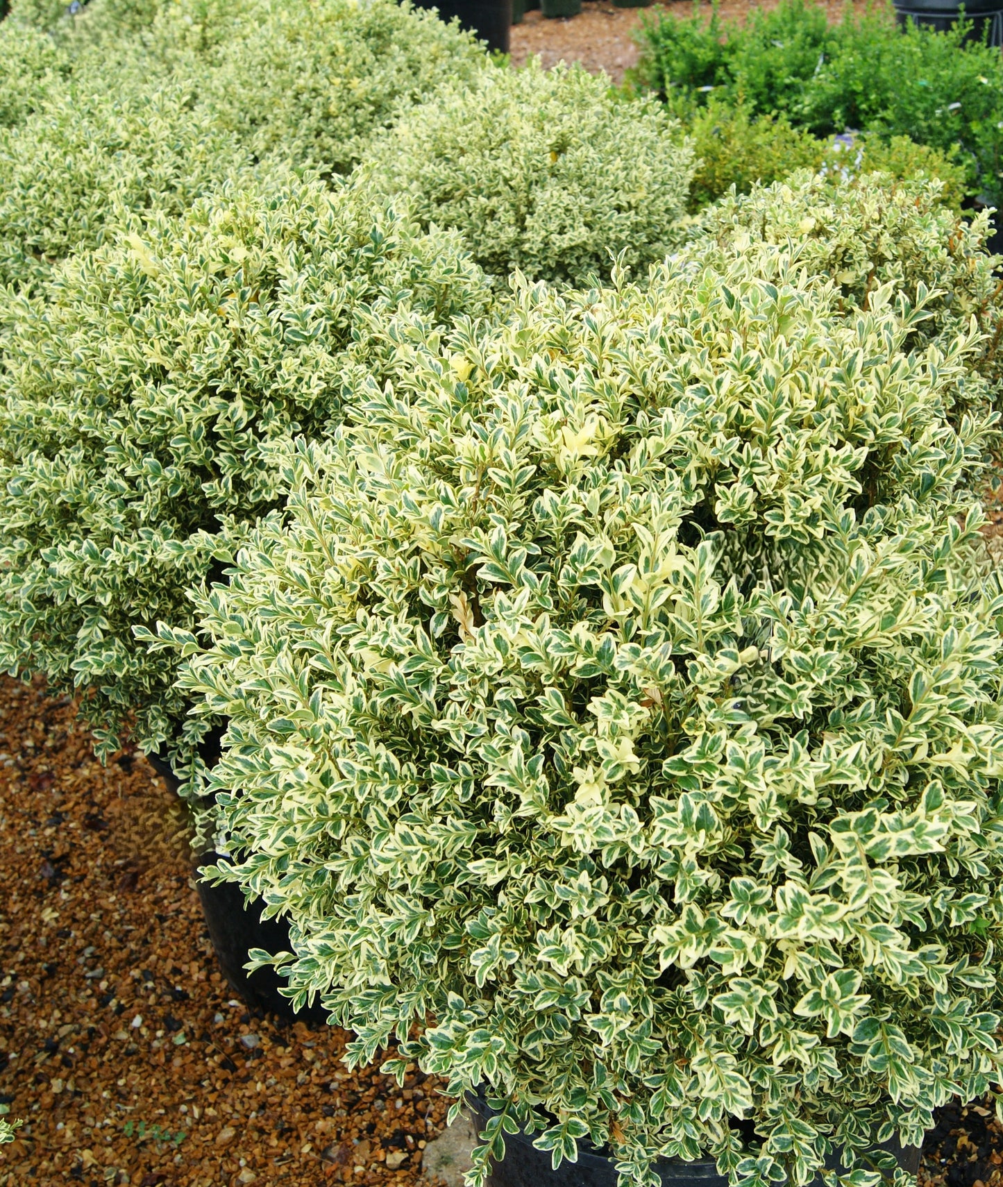 Boxwood, English Variegated 'Aureo-Variegata' (Buxus) Globe