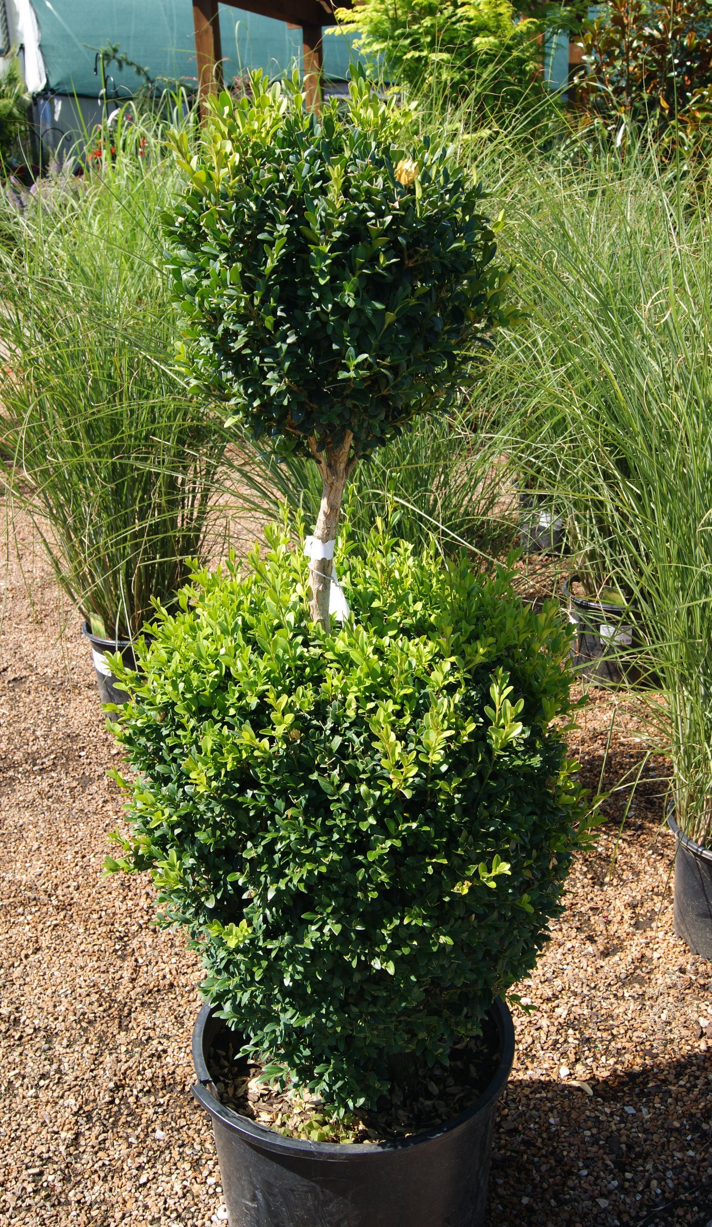 Boxwood, English / Common 'Green Mountain' (Buxus) 2-Tier