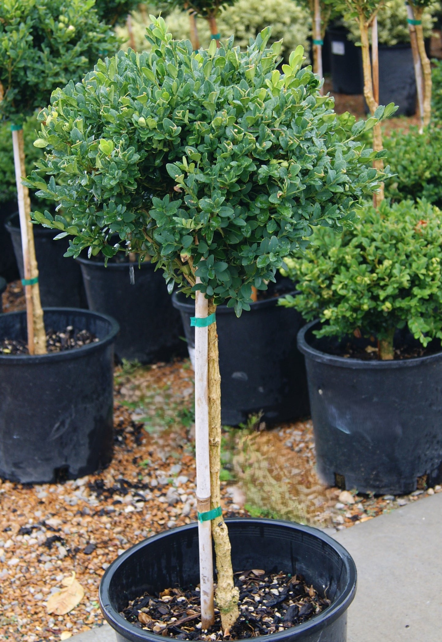 Boxwood, English / Common 'Green Mountain' (Buxus) 1-Tier