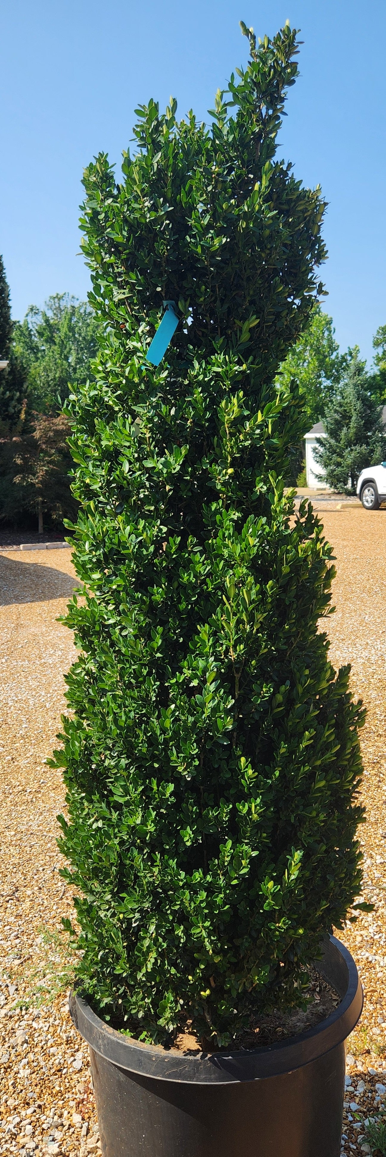 Boxwood, English / Common Columnar 'Highlander' (Buxus) Column
