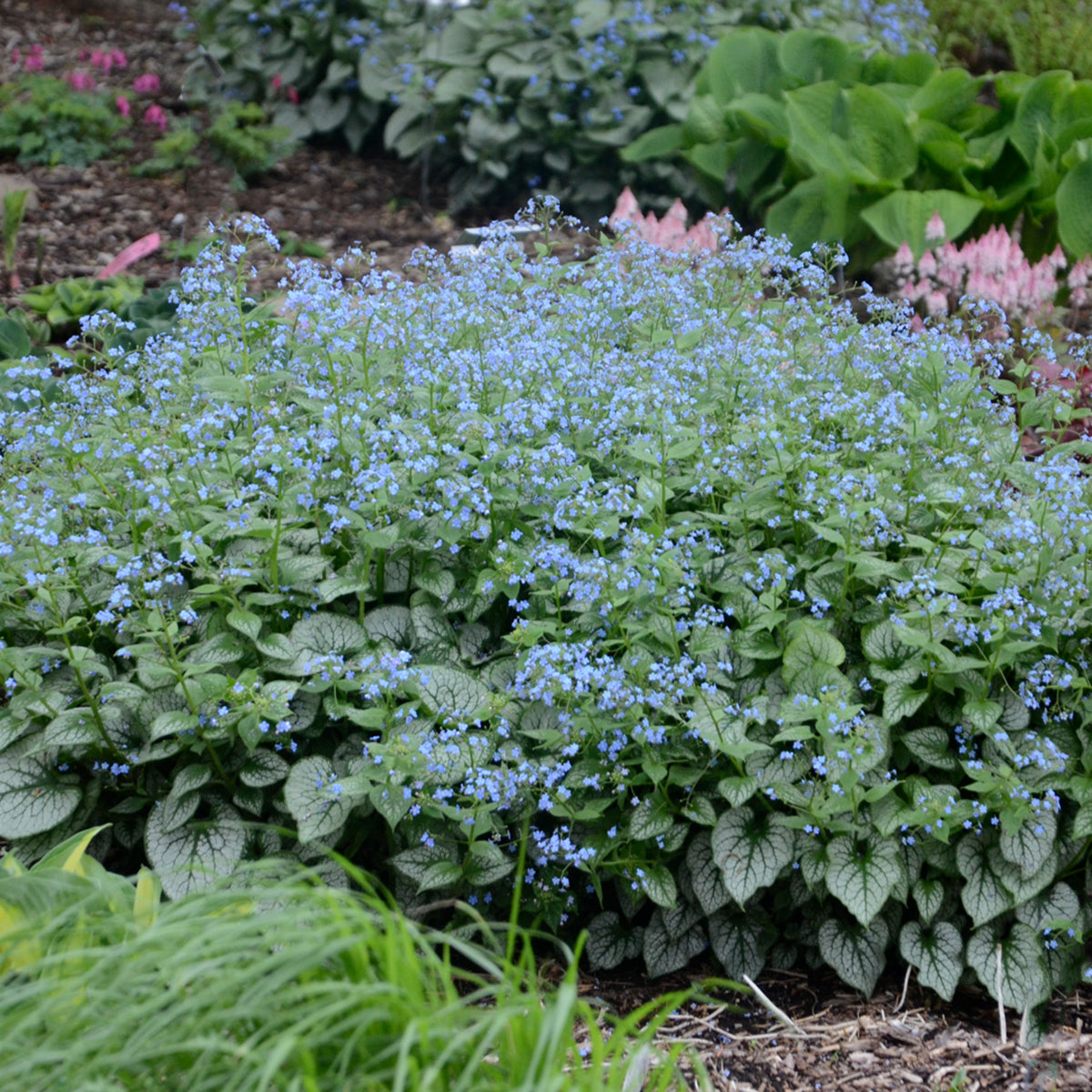 Forget-me-nots, Bigleaf / Bugloss 'Jack Frost' (Brunnera)