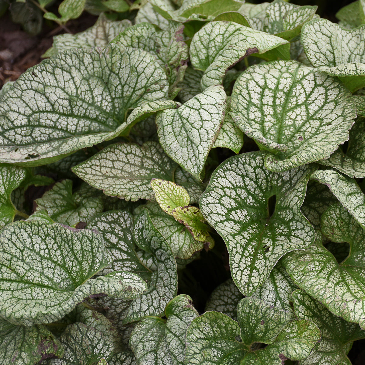 Forget-me-nots, Bigleaf / Bugloss 'Queen of Hearts' (Brunnera)