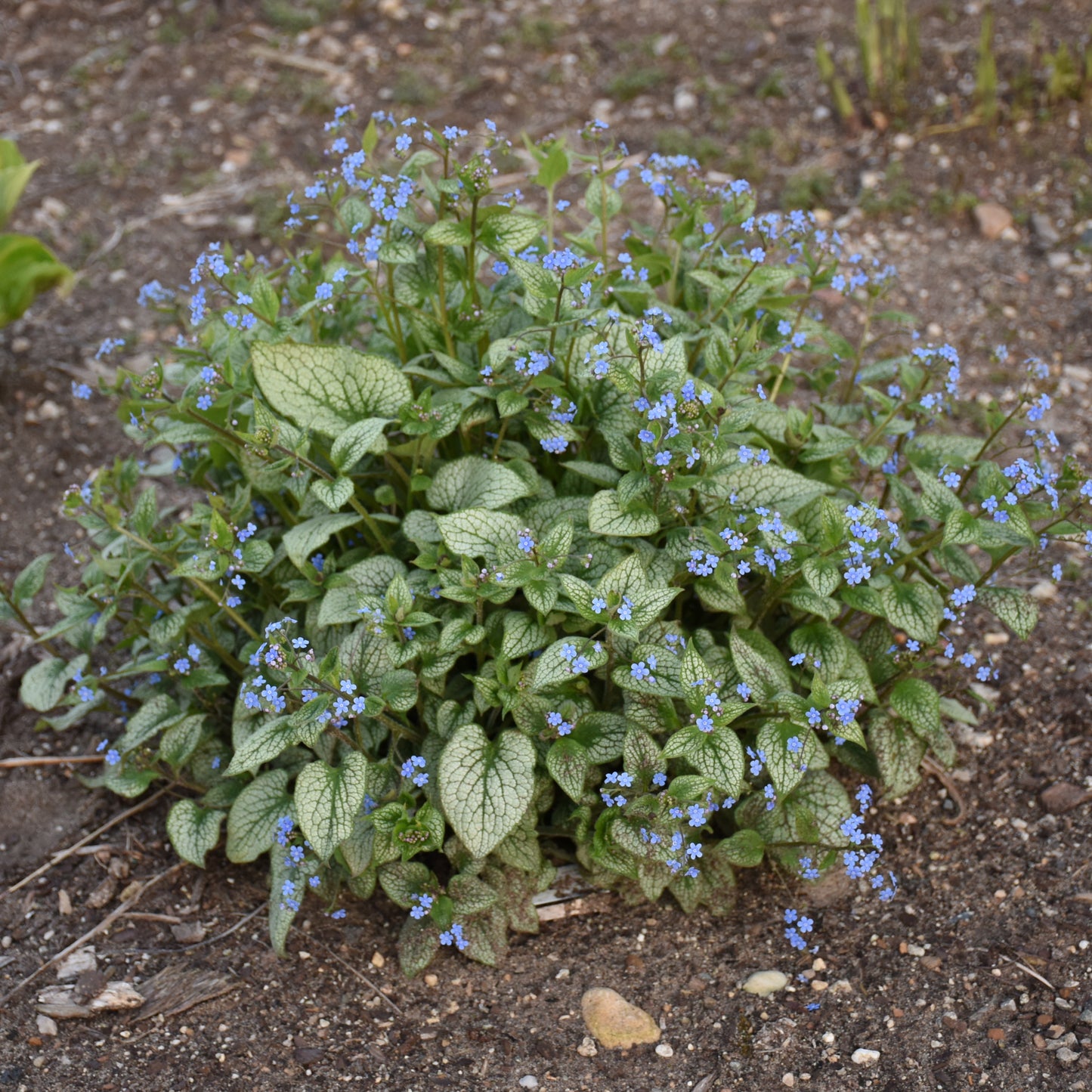 Forget-me-nots, Bigleaf / Bugloss 'Queen of Hearts' (Brunnera)