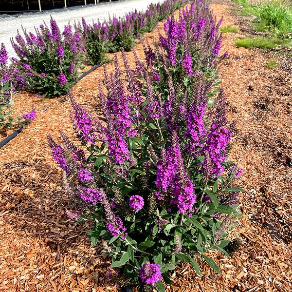 Butterfly Bush, 'Birthday Cake' (Buddleia)