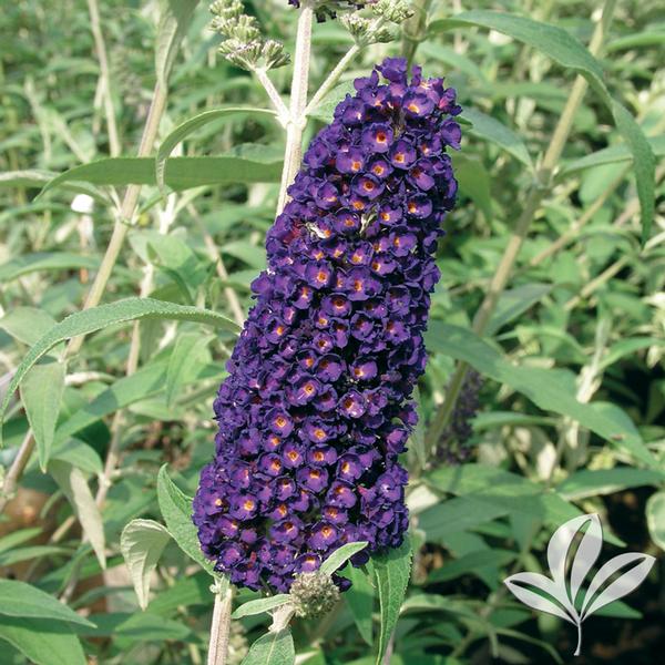 Butterfly Bush, 'Black Knight' (Buddleia)