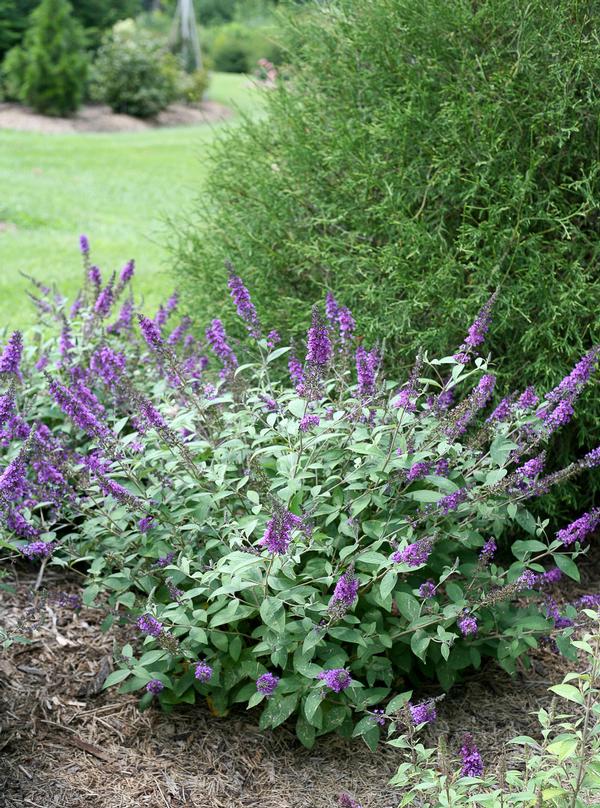 Butterfly Bush, 'Lo&Be Blue Chip Jr' (Buddleia)