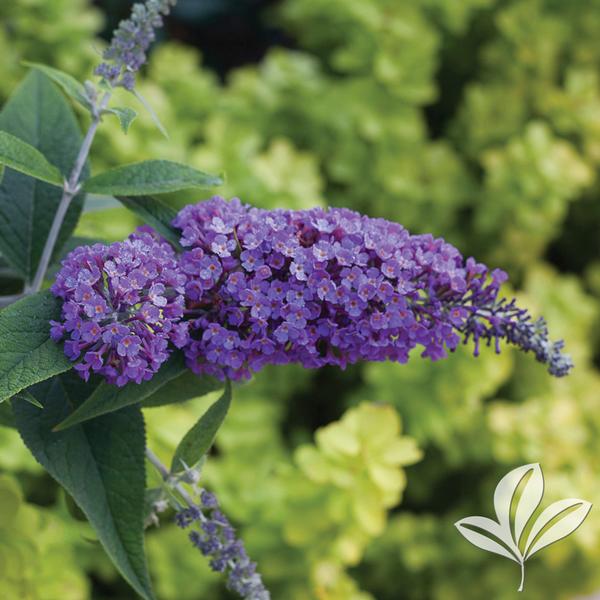 Butterfly Bush, 'Lo&Be Purple Haze' (Buddleia)