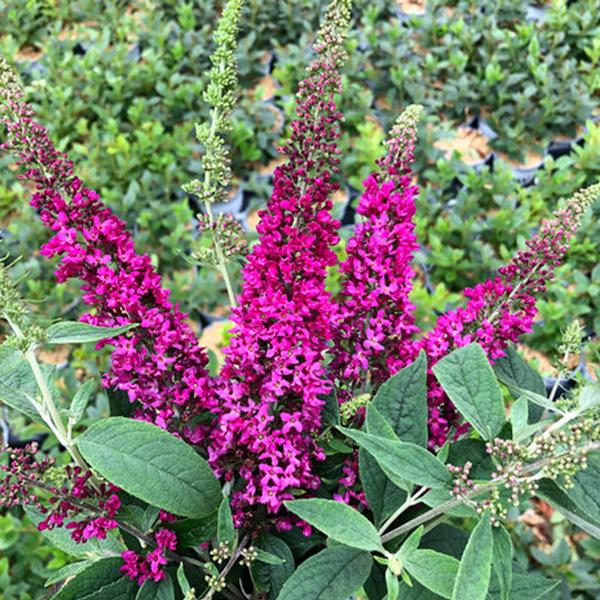 Butterfly Bush, 'Lo & Behold Ruby Chip' (Buddleia)