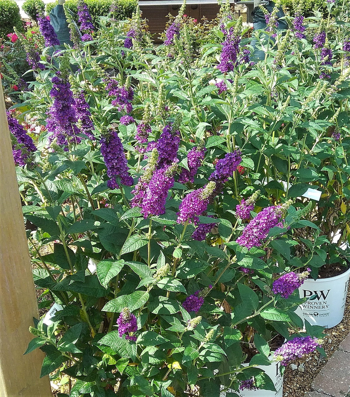 Butterfly Bush, 'Miss Violet' (Buddleia)