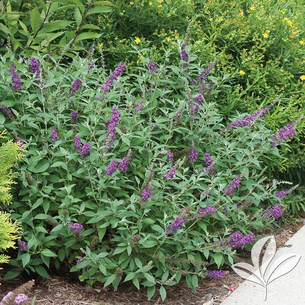 Butterfly Bush, 'Miss Violet' (Buddleia)