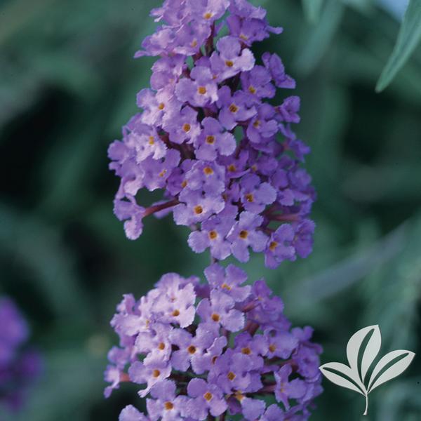 Butterfly Bush, 'Nanho Blue' (Buddleia)