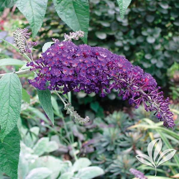 Butterfly Bush, 'Nanho Purple' (Buddleia)