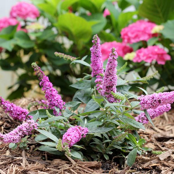 Butterfly Bush, 'Lo&Be Pink Mico Chip (Buddleia)